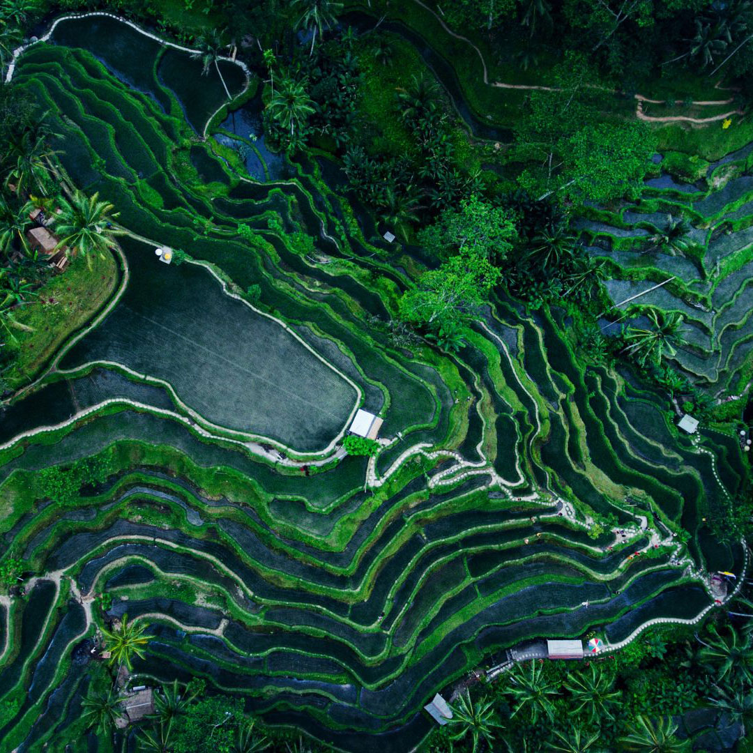 Tegallalang Rice Terrace UNESCO Heritage Site