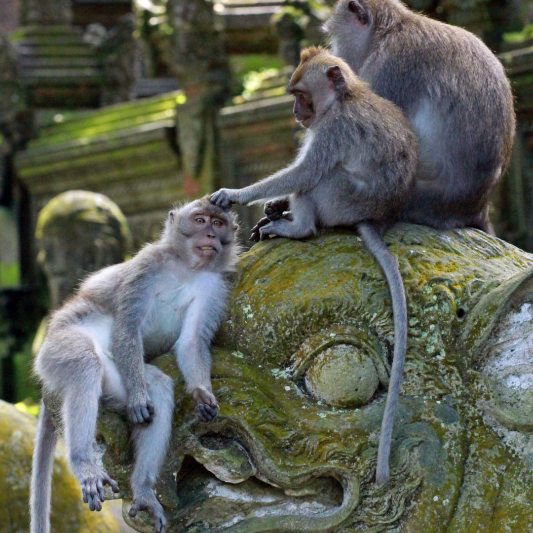 Ubud Sacred Monkey Forest Sanctuary